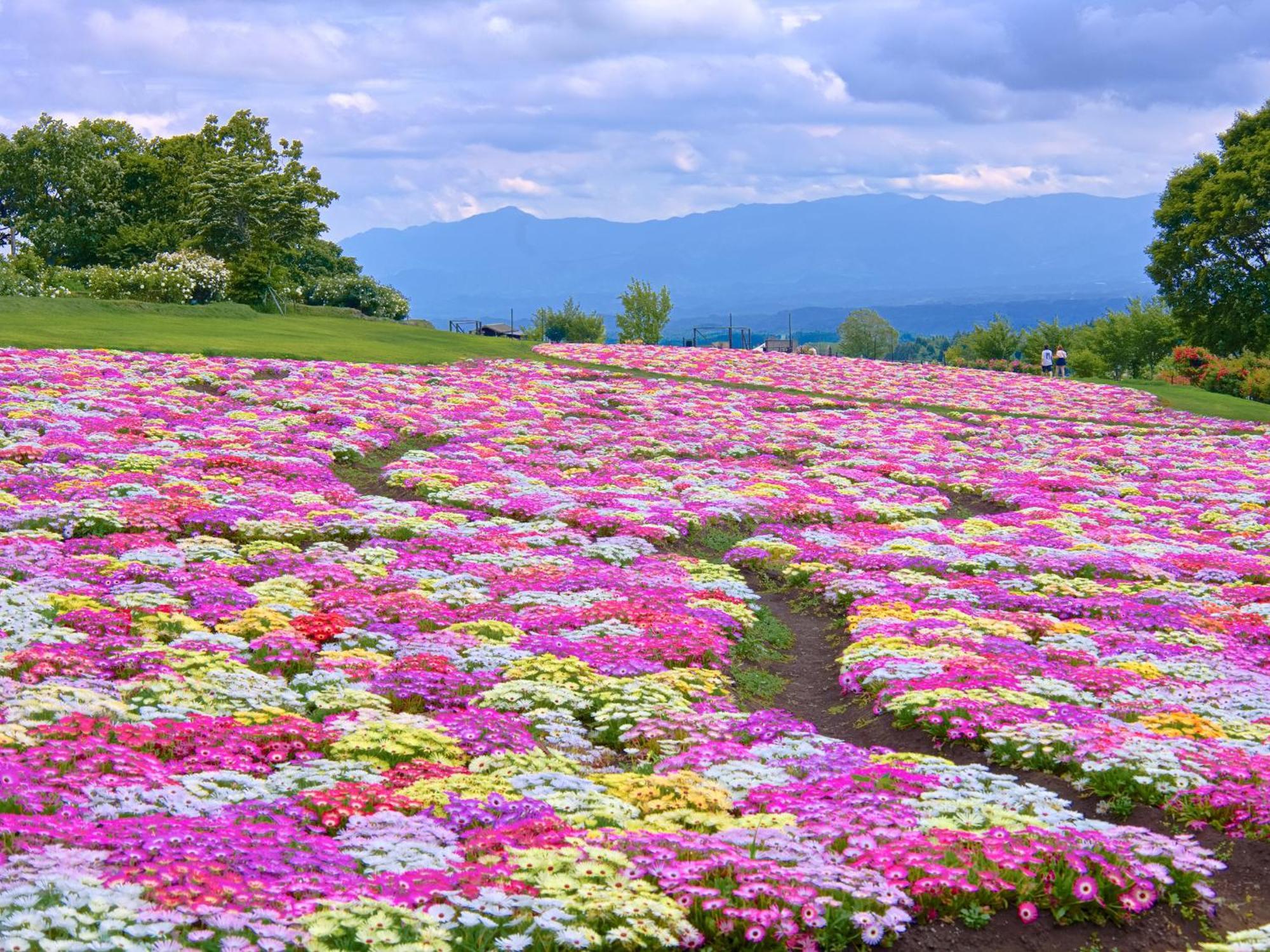 くじゅう花公園　キャンピングリゾート花と星 Kuju Екстериор снимка