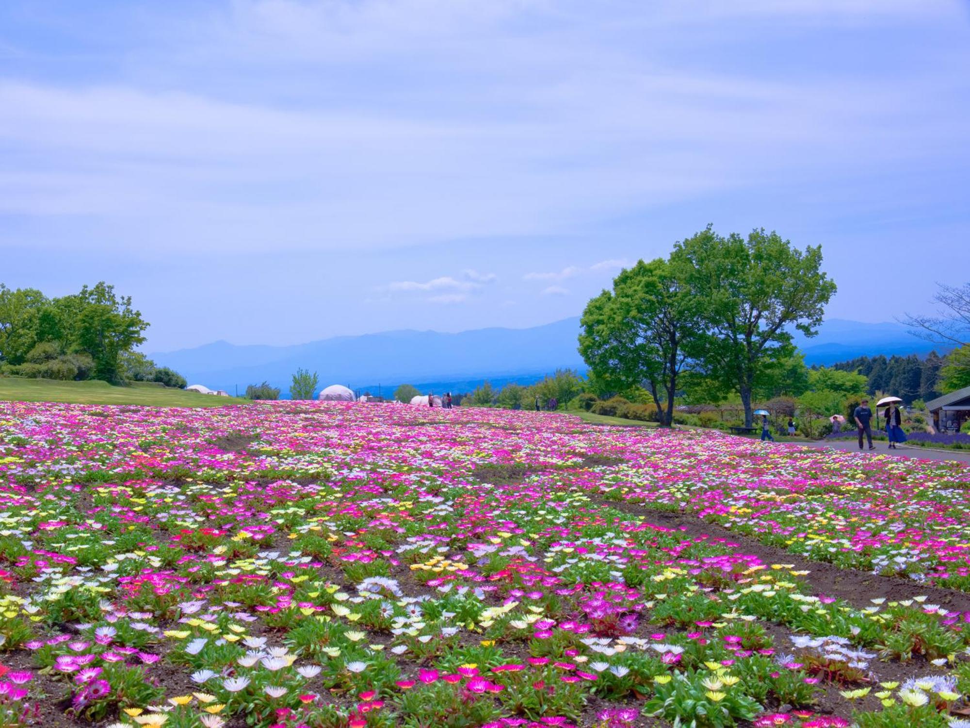 くじゅう花公園　キャンピングリゾート花と星 Kuju Екстериор снимка