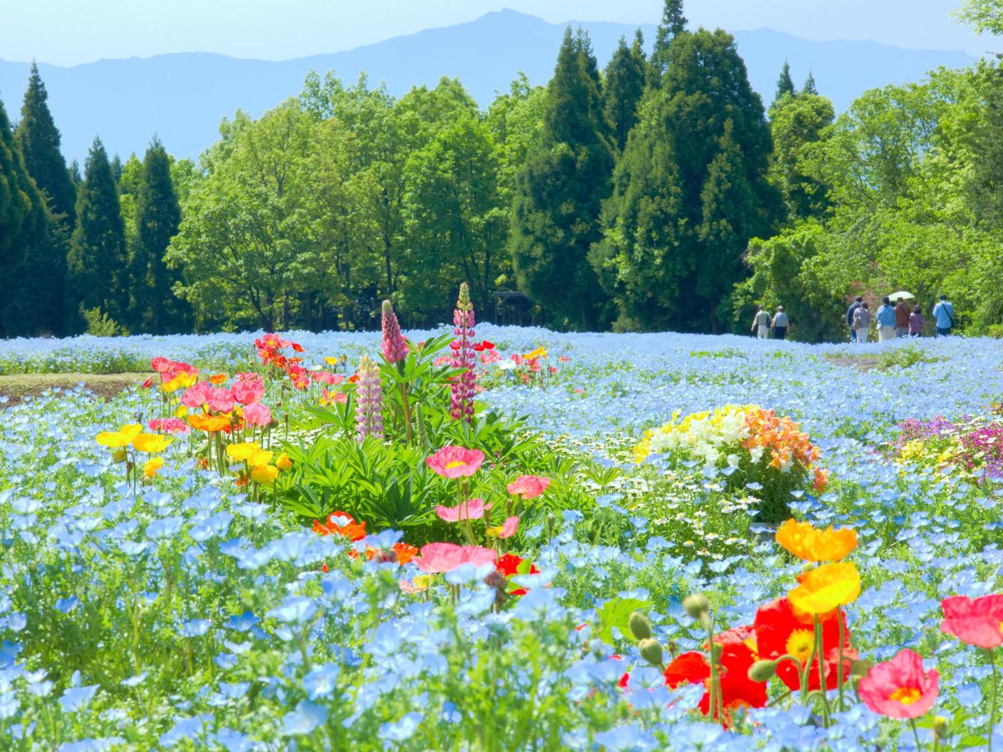 くじゅう花公園　キャンピングリゾート花と星 Kuju Екстериор снимка