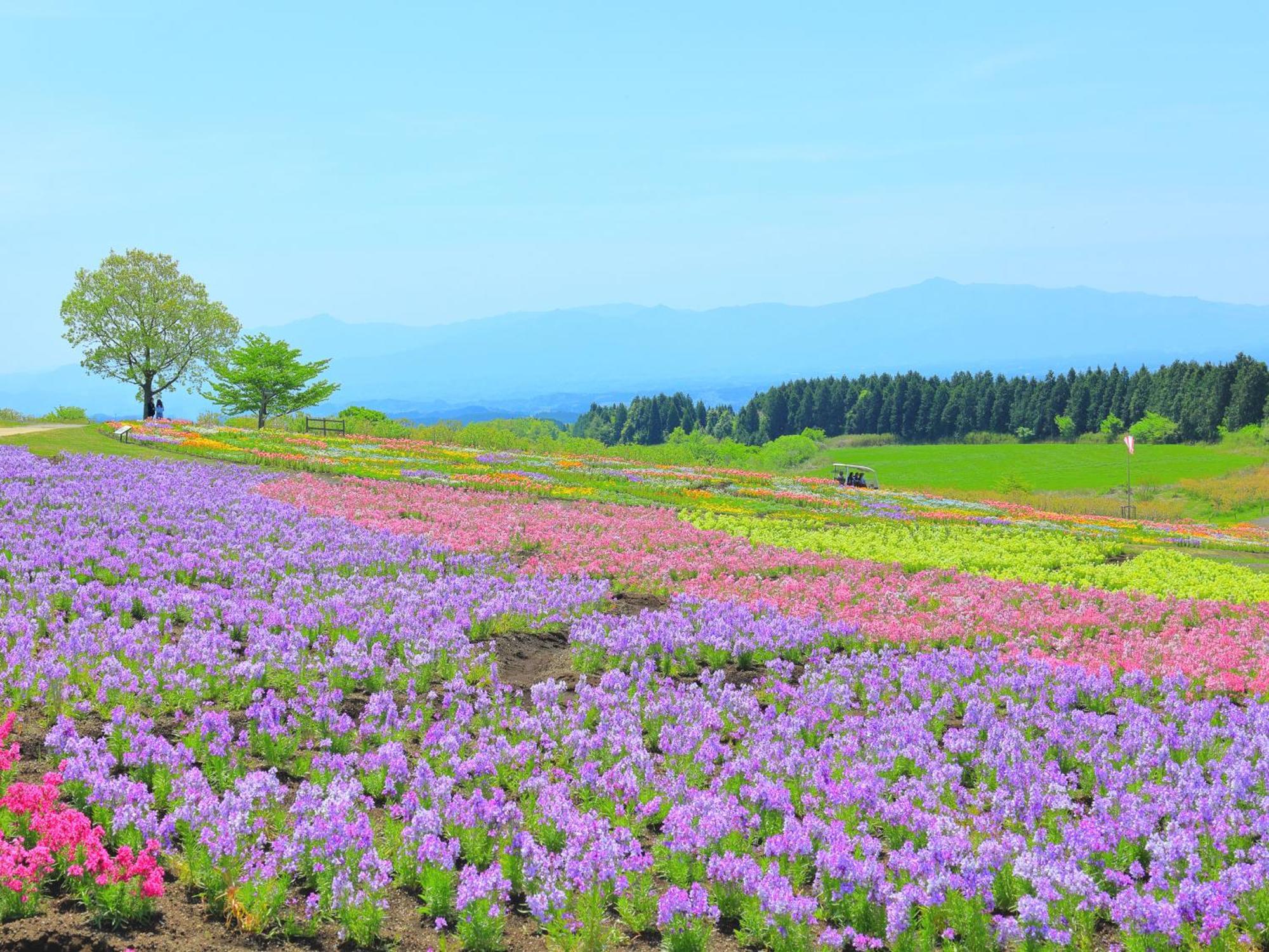 くじゅう花公園　キャンピングリゾート花と星 Kuju Екстериор снимка