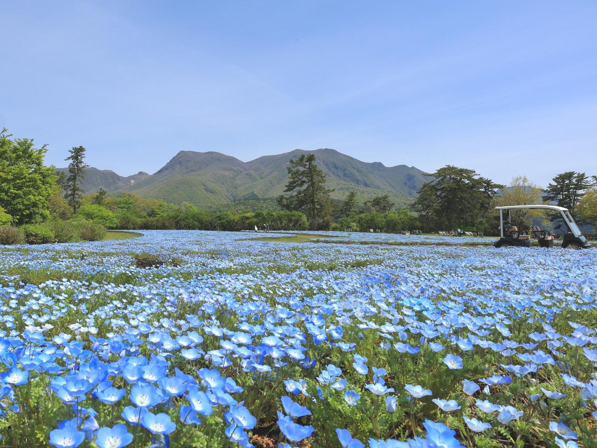 くじゅう花公園　キャンピングリゾート花と星 Kuju Екстериор снимка