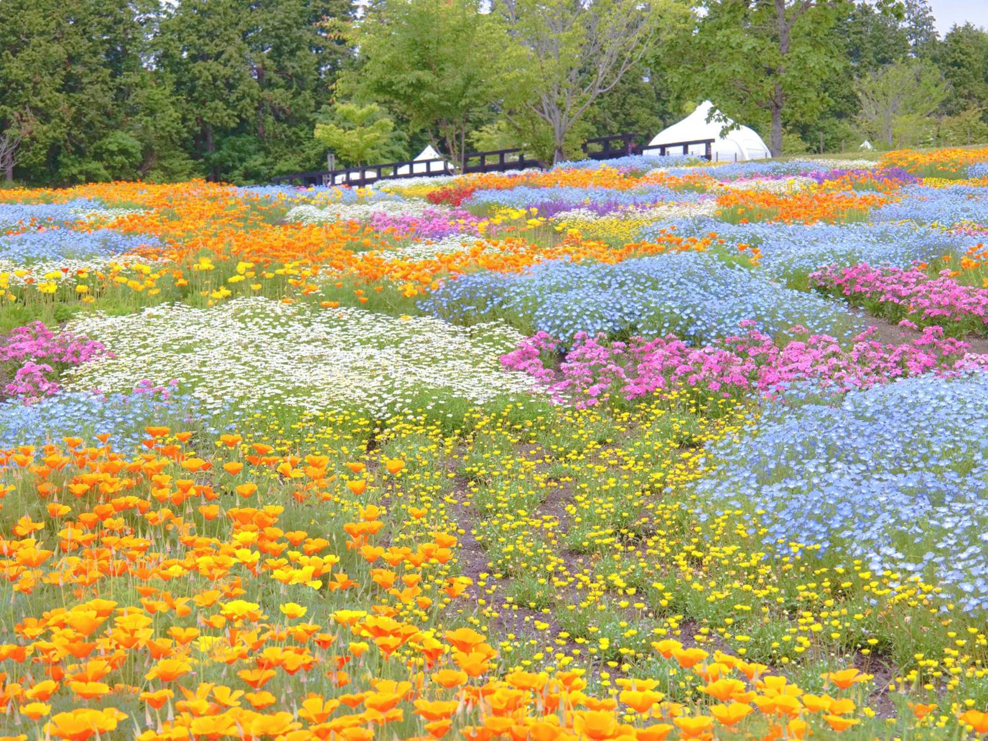 くじゅう花公園　キャンピングリゾート花と星 Kuju Екстериор снимка
