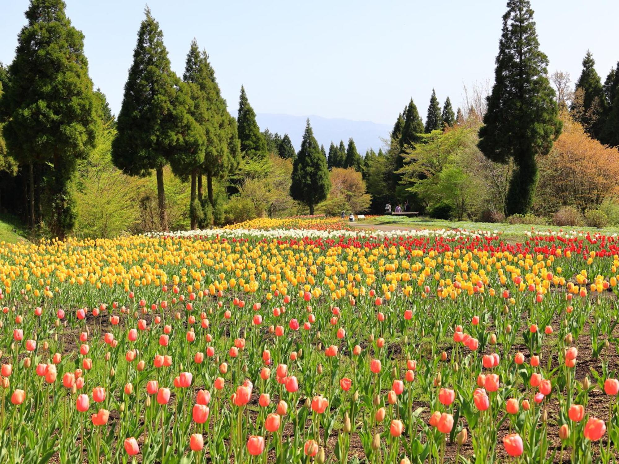 くじゅう花公園　キャンピングリゾート花と星 Kuju Екстериор снимка