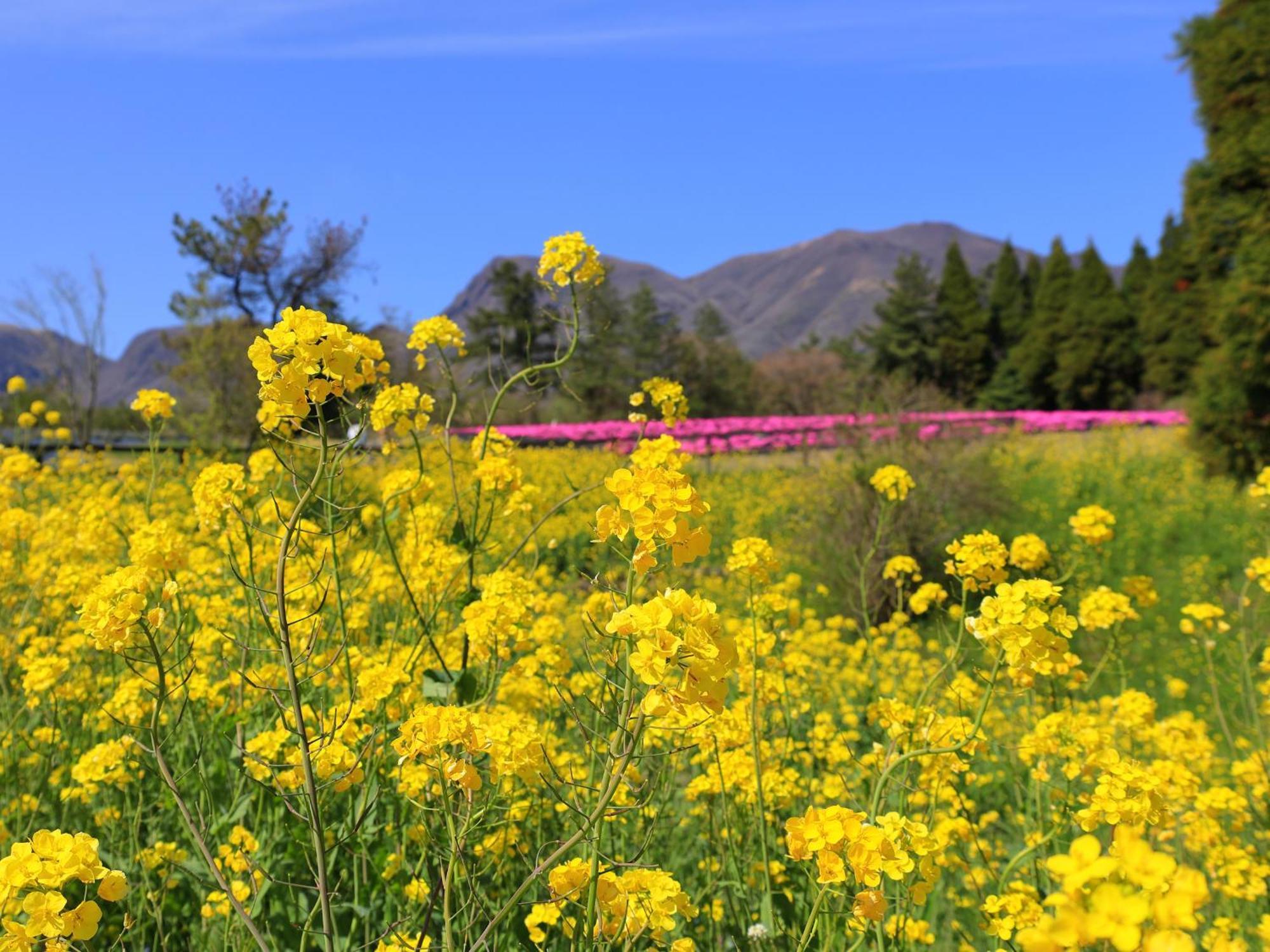 くじゅう花公園　キャンピングリゾート花と星 Kuju Екстериор снимка