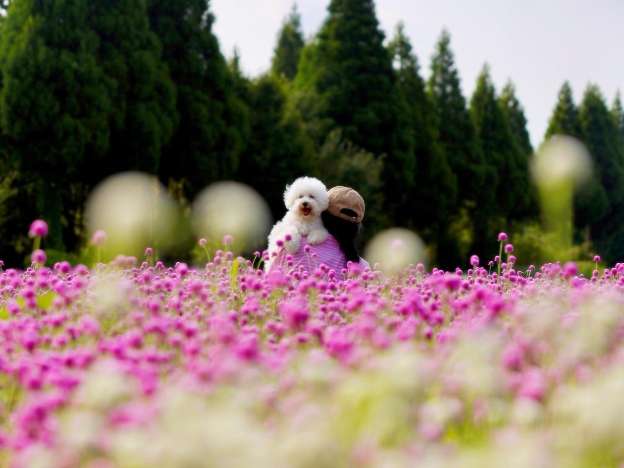 くじゅう花公園　キャンピングリゾート花と星 Kuju Екстериор снимка