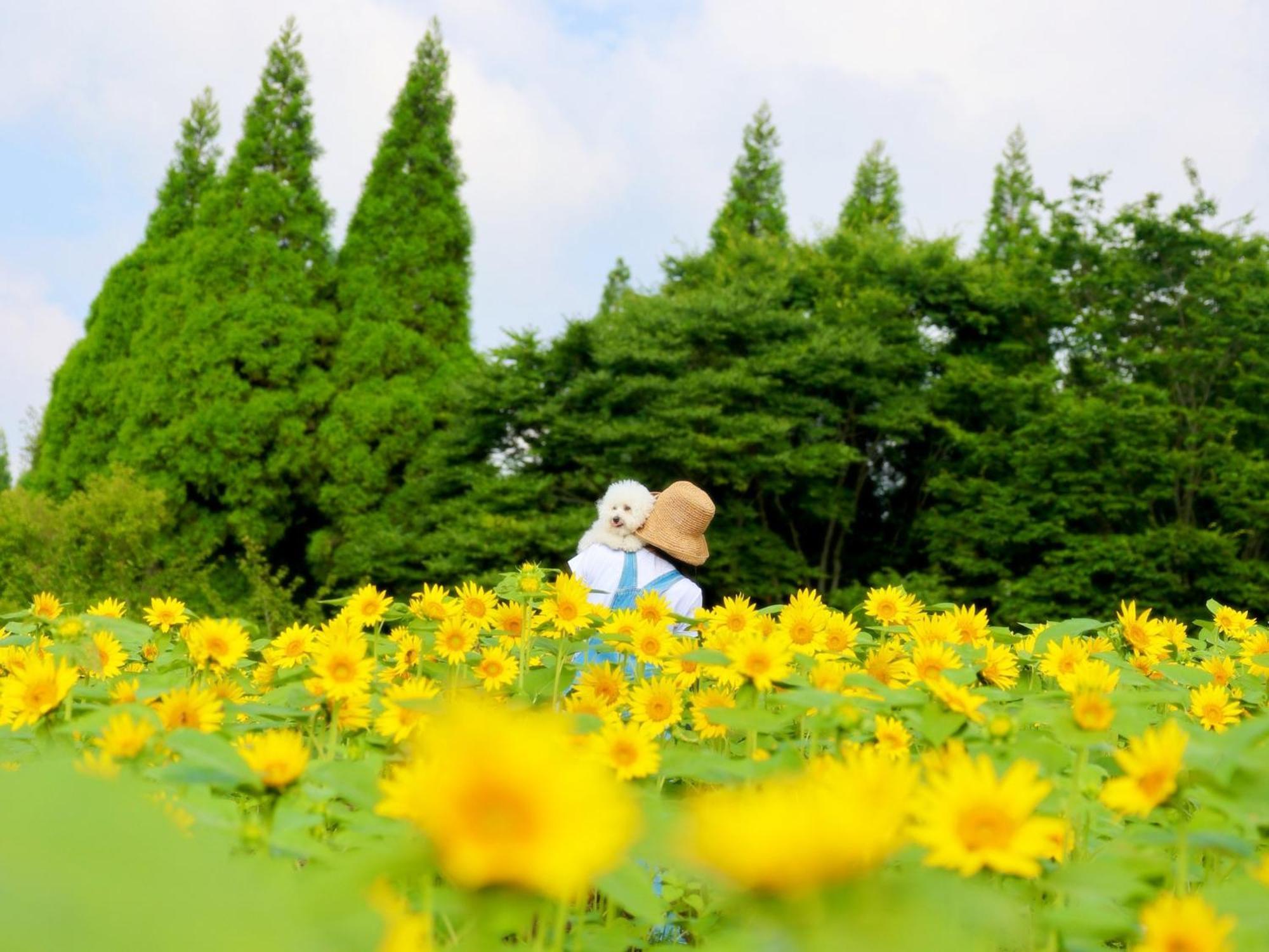 くじゅう花公園　キャンピングリゾート花と星 Kuju Екстериор снимка